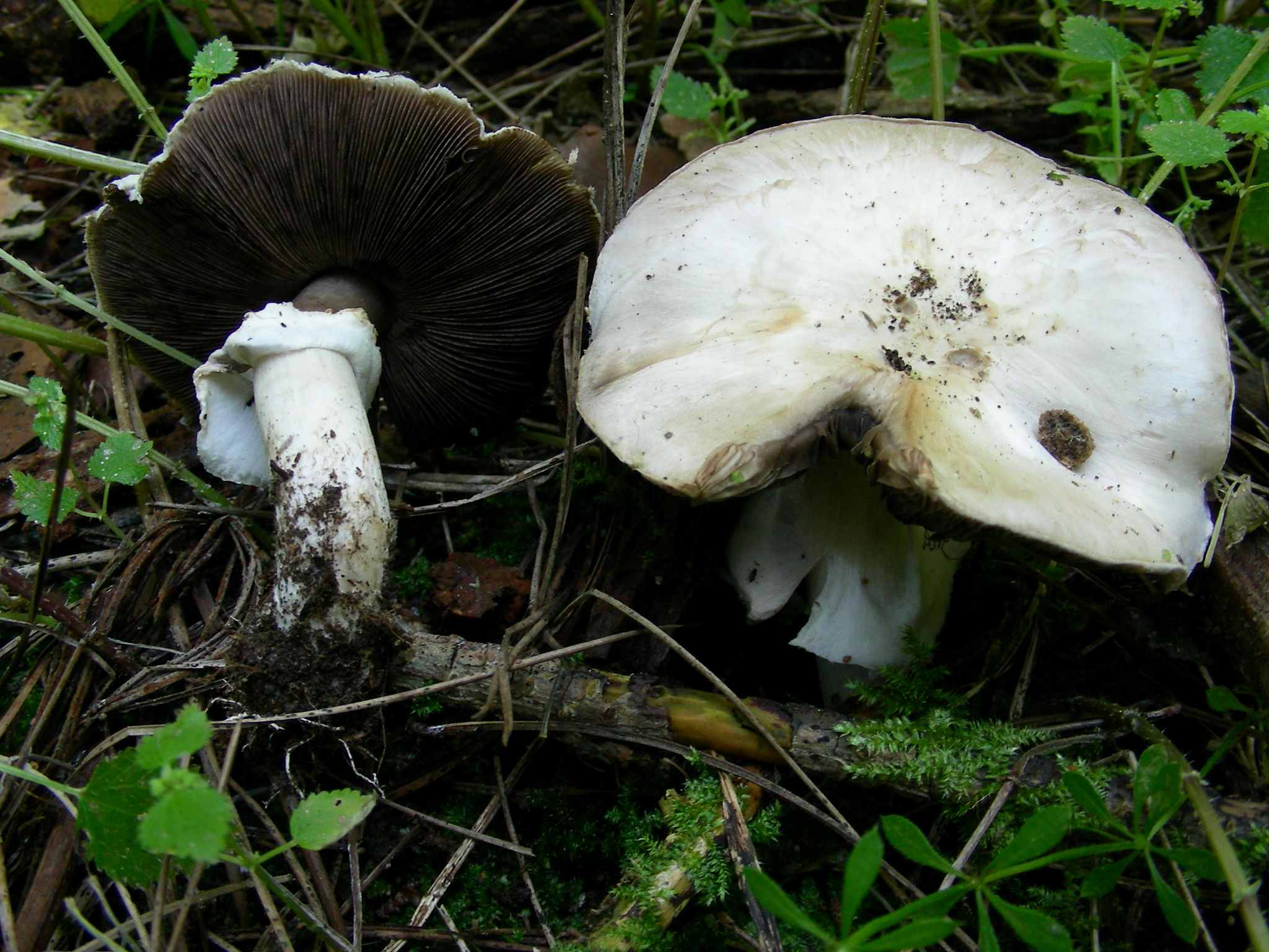 1934 Marzo vecchio ritrovamento